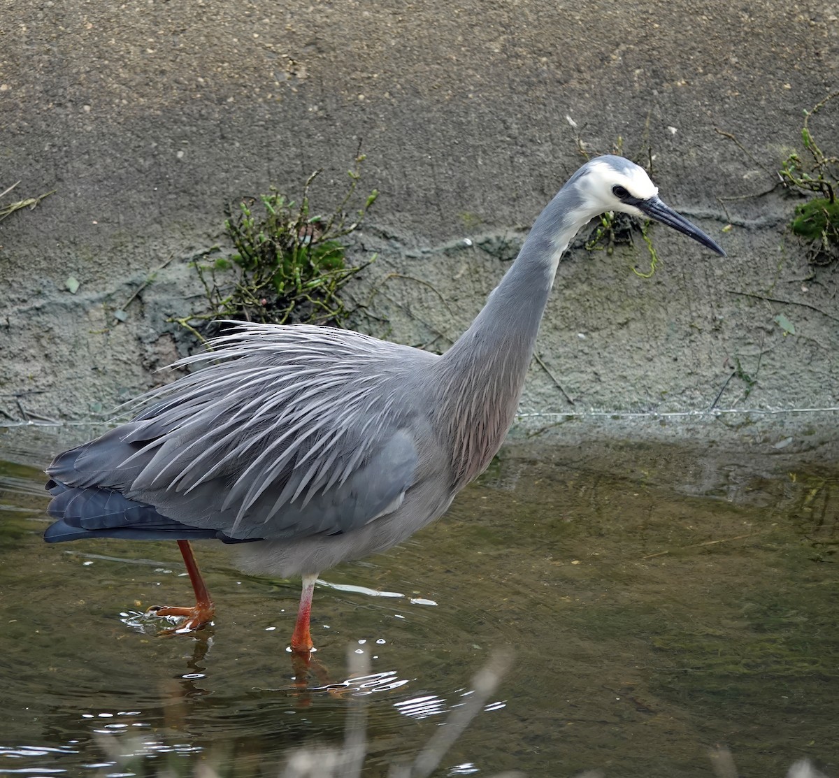 White-faced Heron - ML641161874