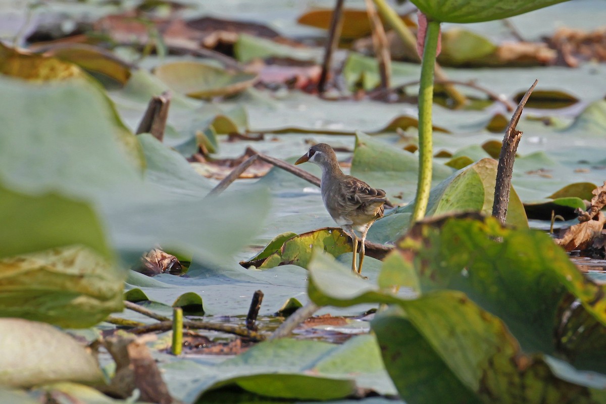 White-browed Crake - ML641161881