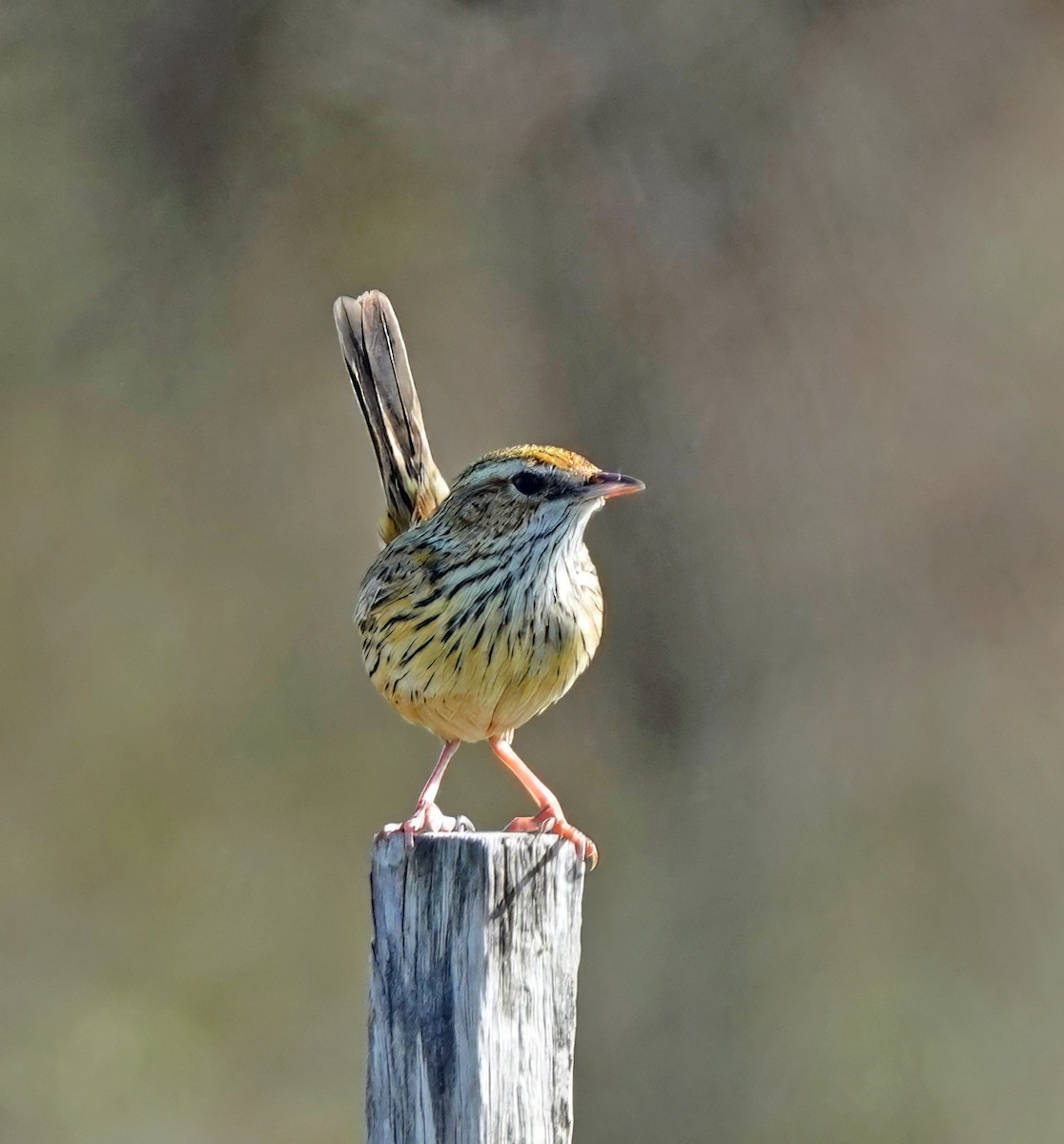 Striated Fieldwren - ML641161890