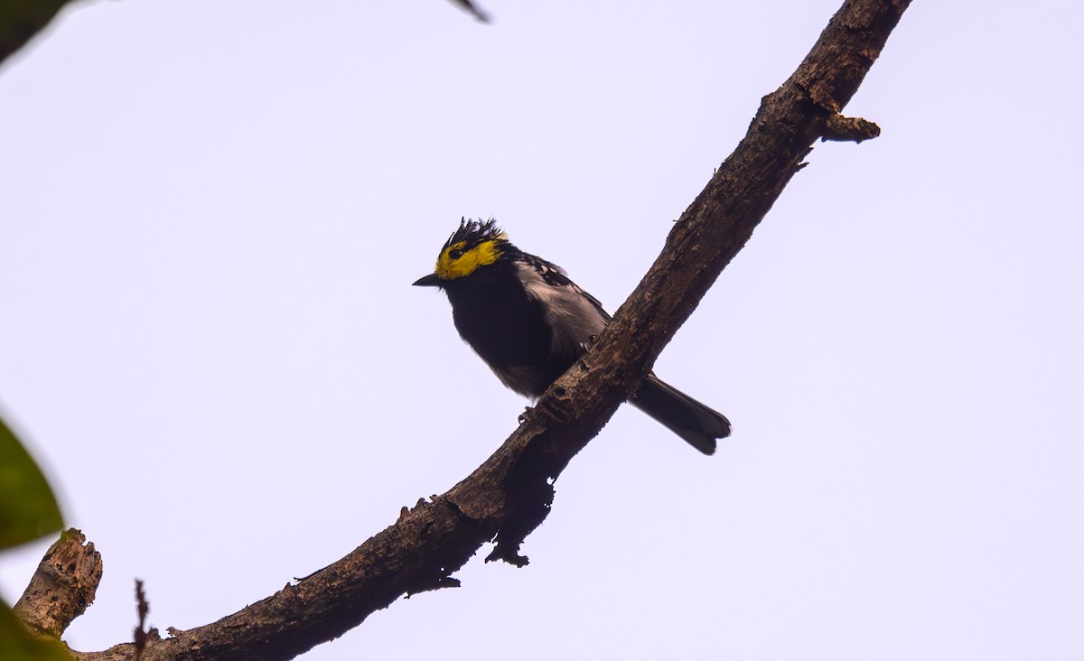 Yellow-cheeked Tit - ML641161899