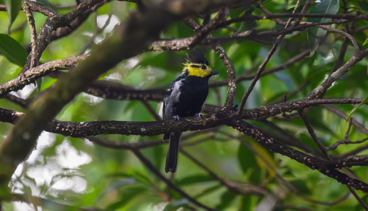 Yellow-cheeked Tit - ML641161900