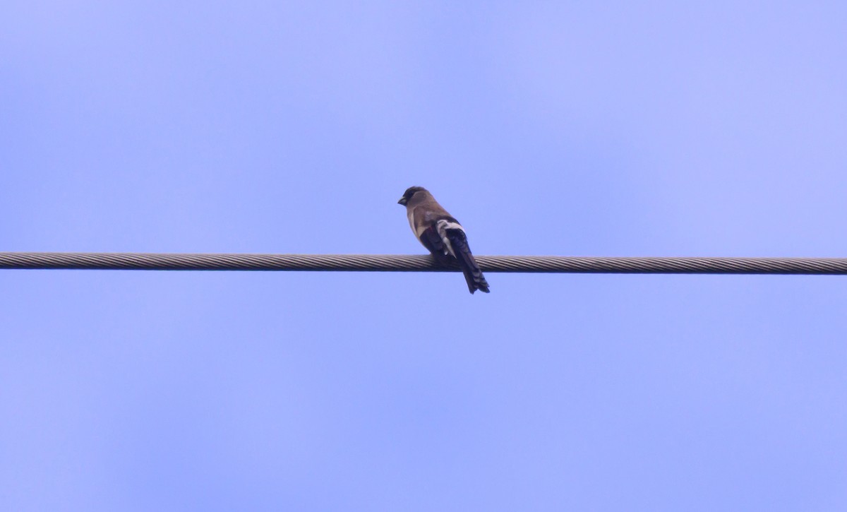 Brown Bullfinch - ML641161903