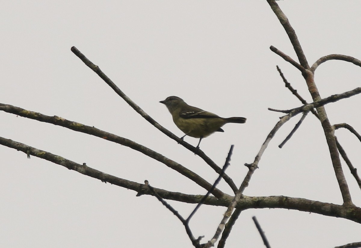 Yellow-crowned Tyrannulet - ML641161906