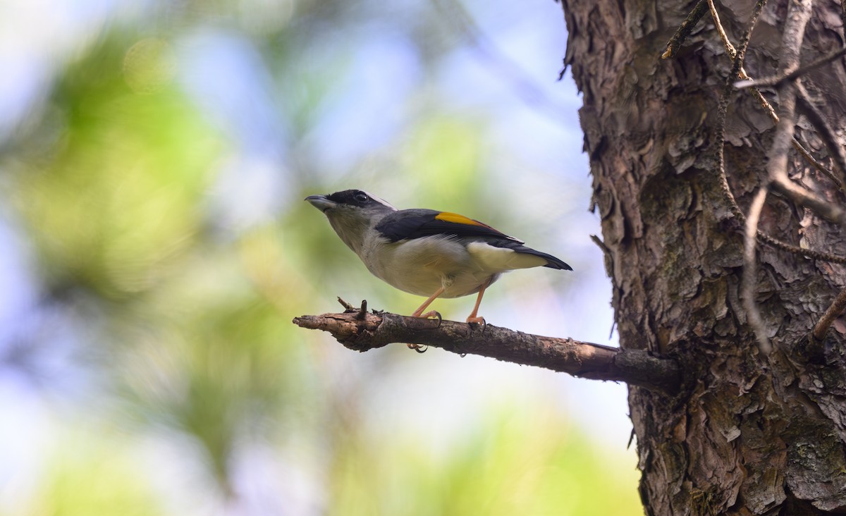 White-browed Shrike-Babbler - ML641161934
