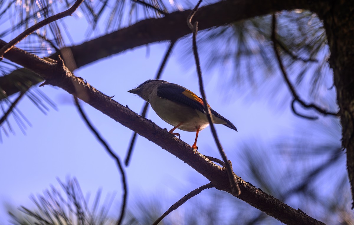 White-browed Shrike-Babbler - ML641161935