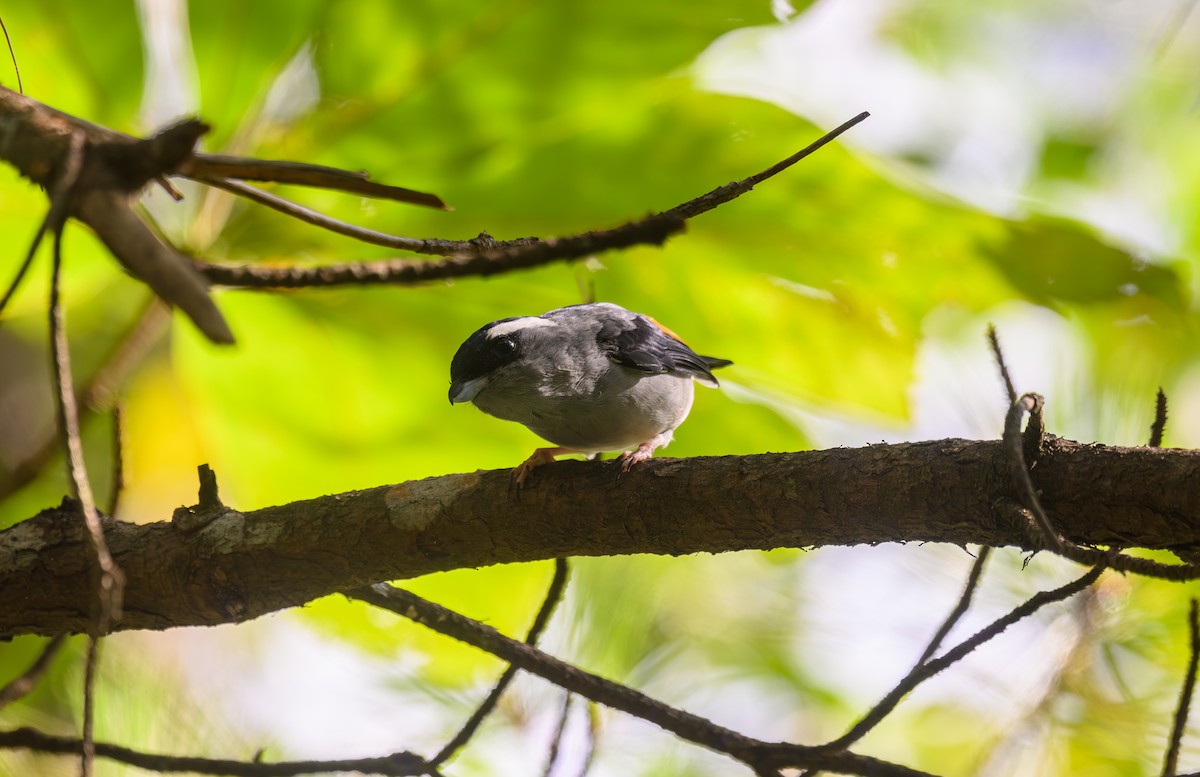 White-browed Shrike-Babbler - ML641161936