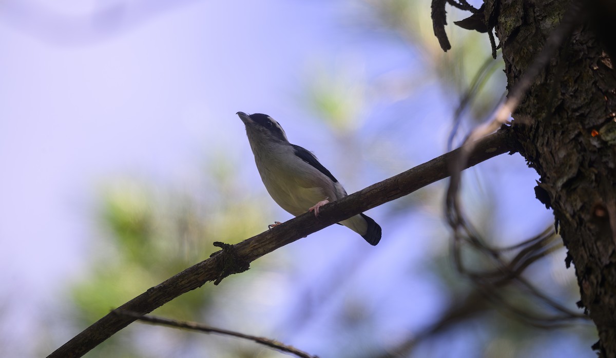 White-browed Shrike-Babbler - ML641161937