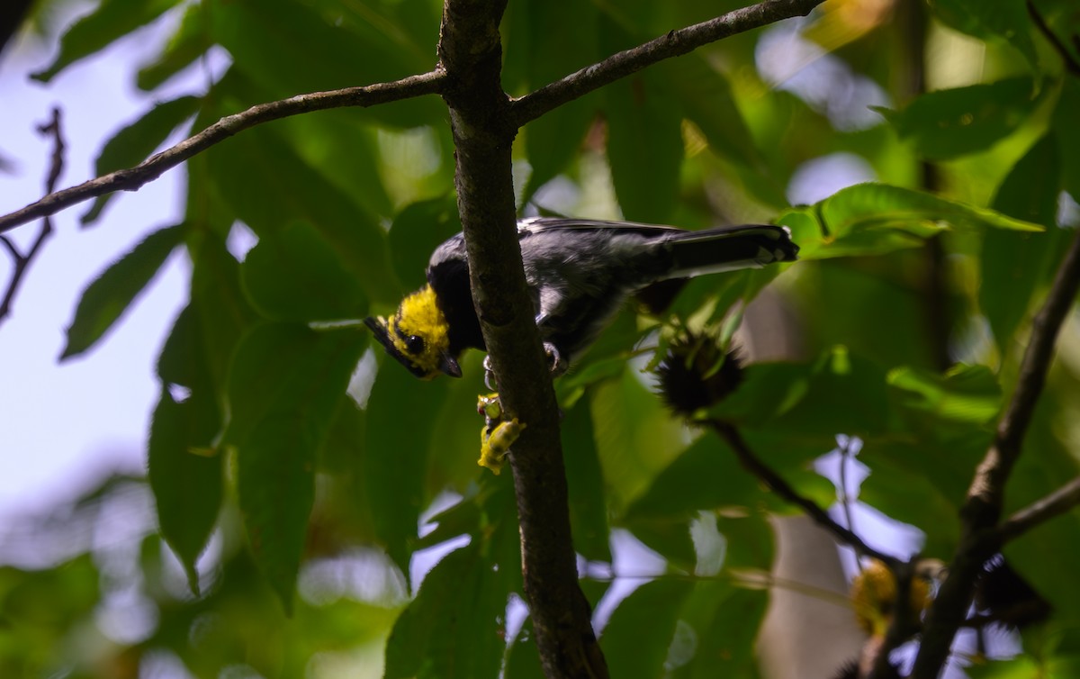 Yellow-cheeked Tit - ML641161948