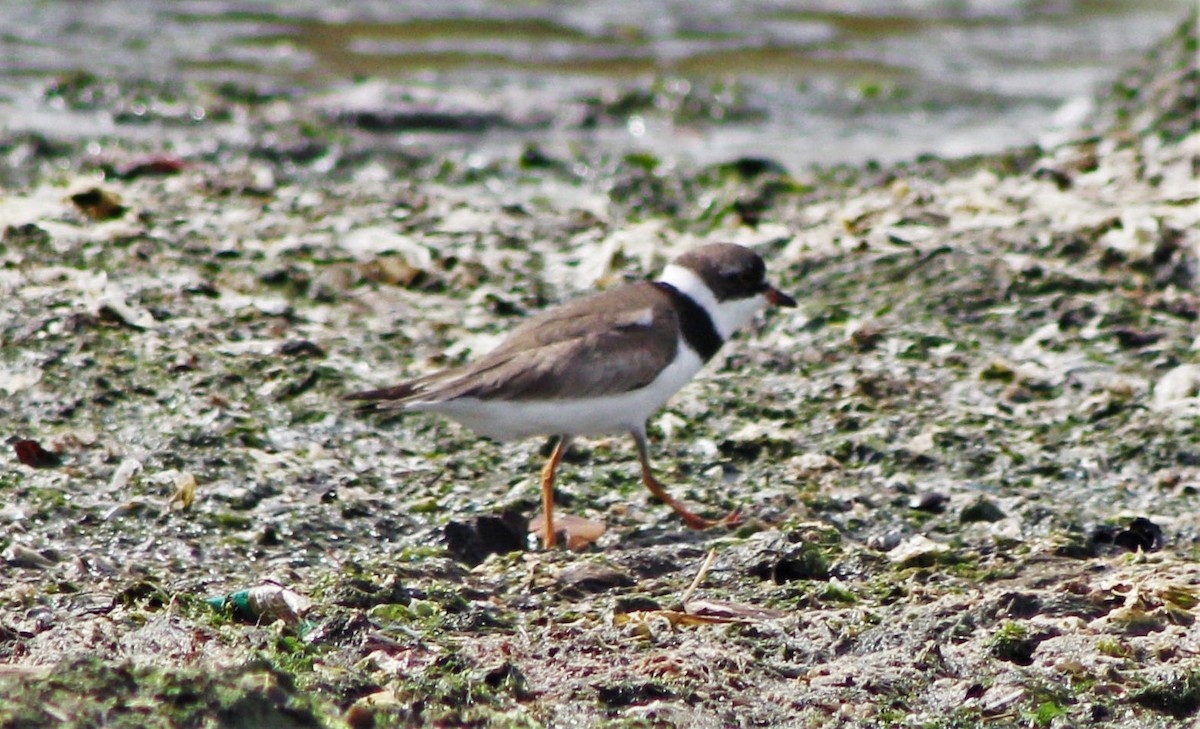 Semipalmated Plover - ML641161951