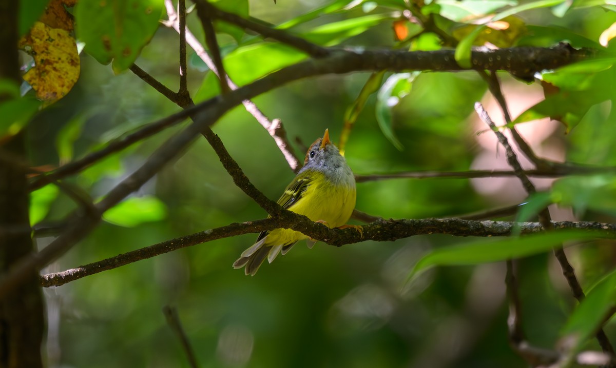 Chestnut-crowned Warbler - ML641161962