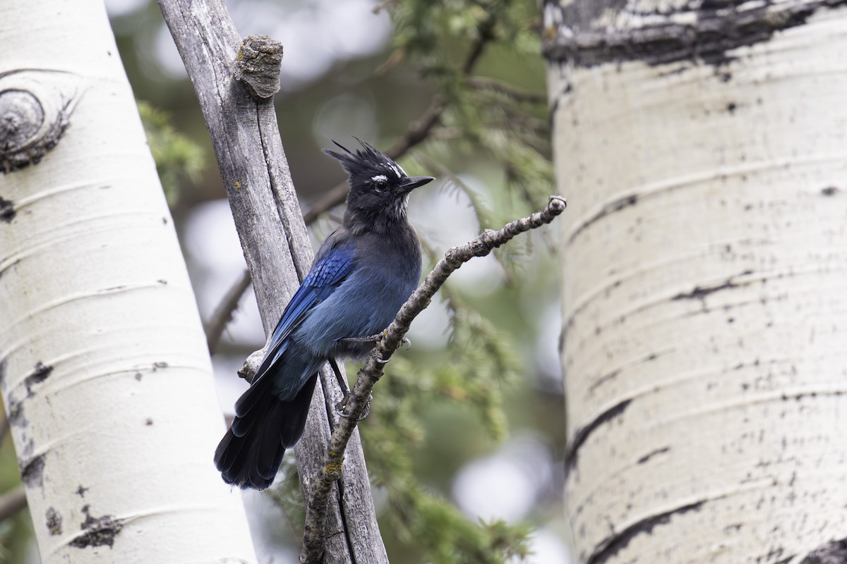 sojka Stellerova - ML641162011