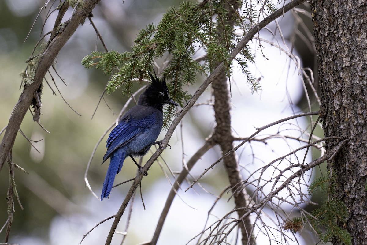 sojka Stellerova - ML641162013