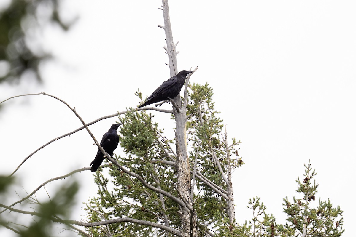 krkavec velký - ML641162014