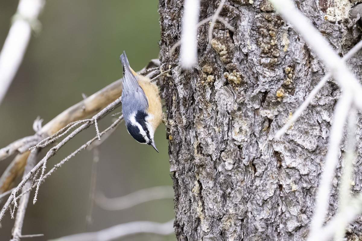 brhlík americký - ML641162021