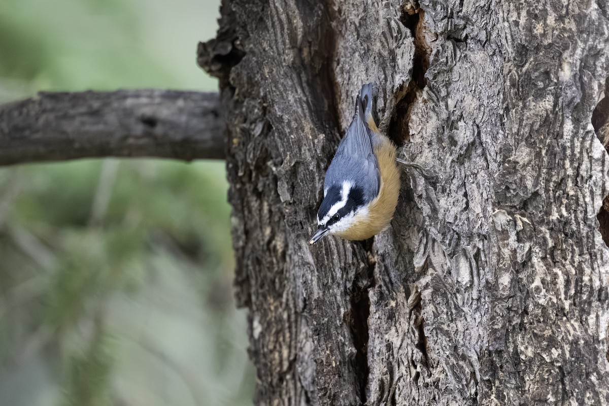 brhlík americký - ML641162022