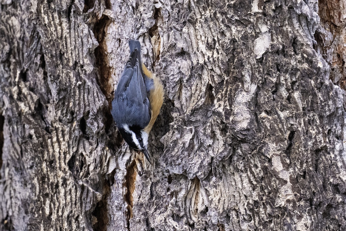 brhlík americký - ML641162023