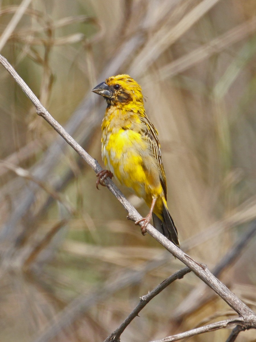 Asian Golden Weaver - ML641162024