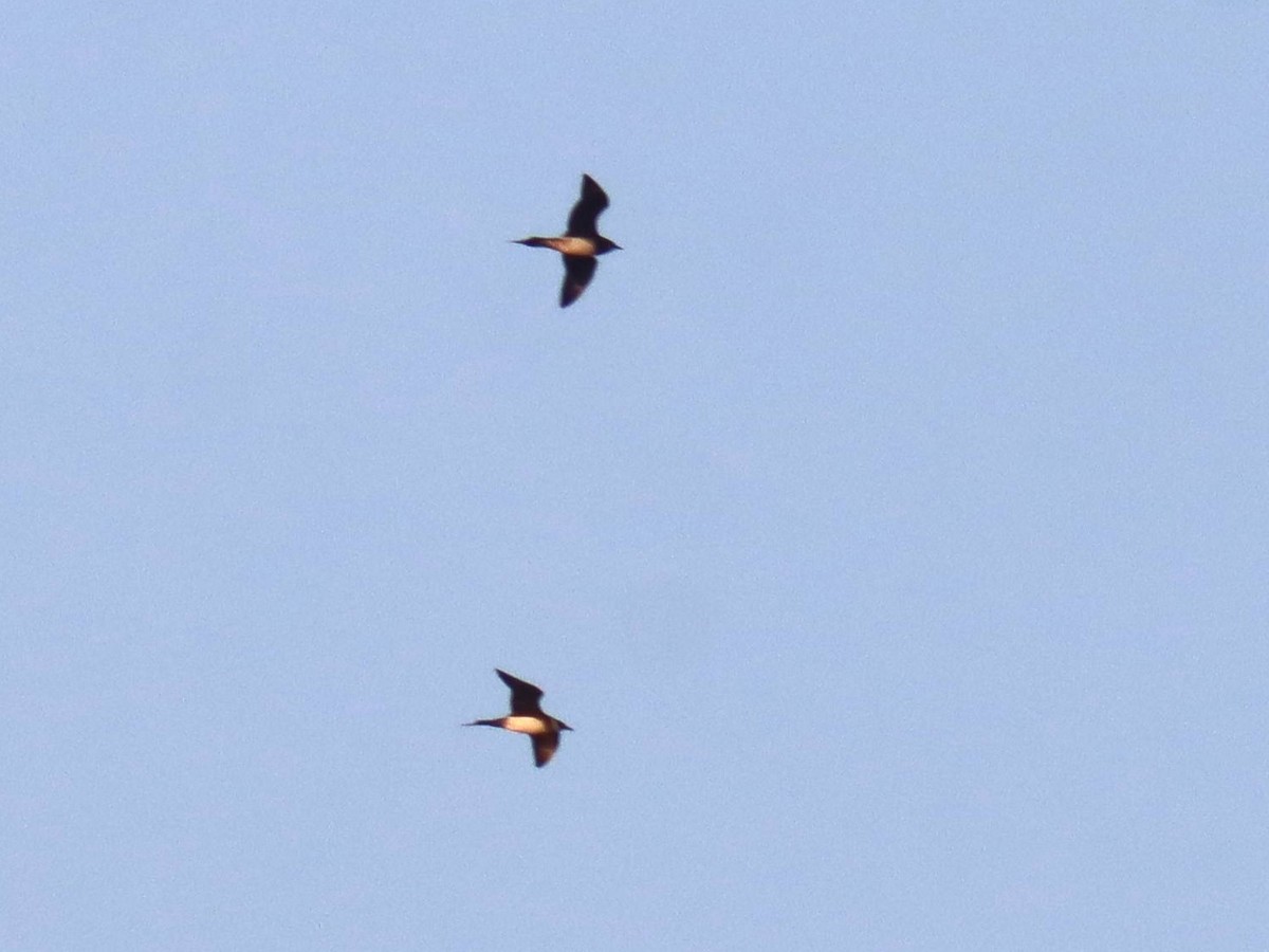 Parasitic Jaeger - ML641162026