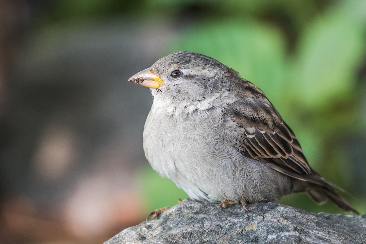 Moineau domestique - ML641162033
