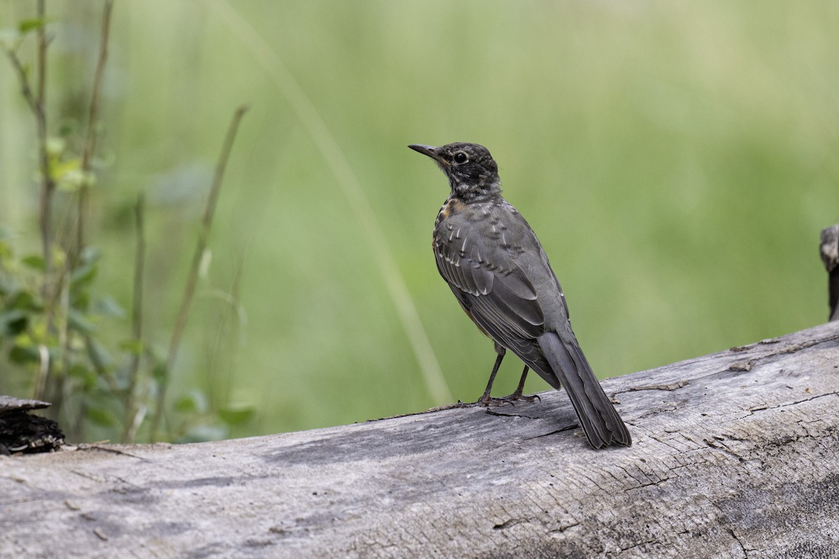 drozd stěhovavý - ML641162036