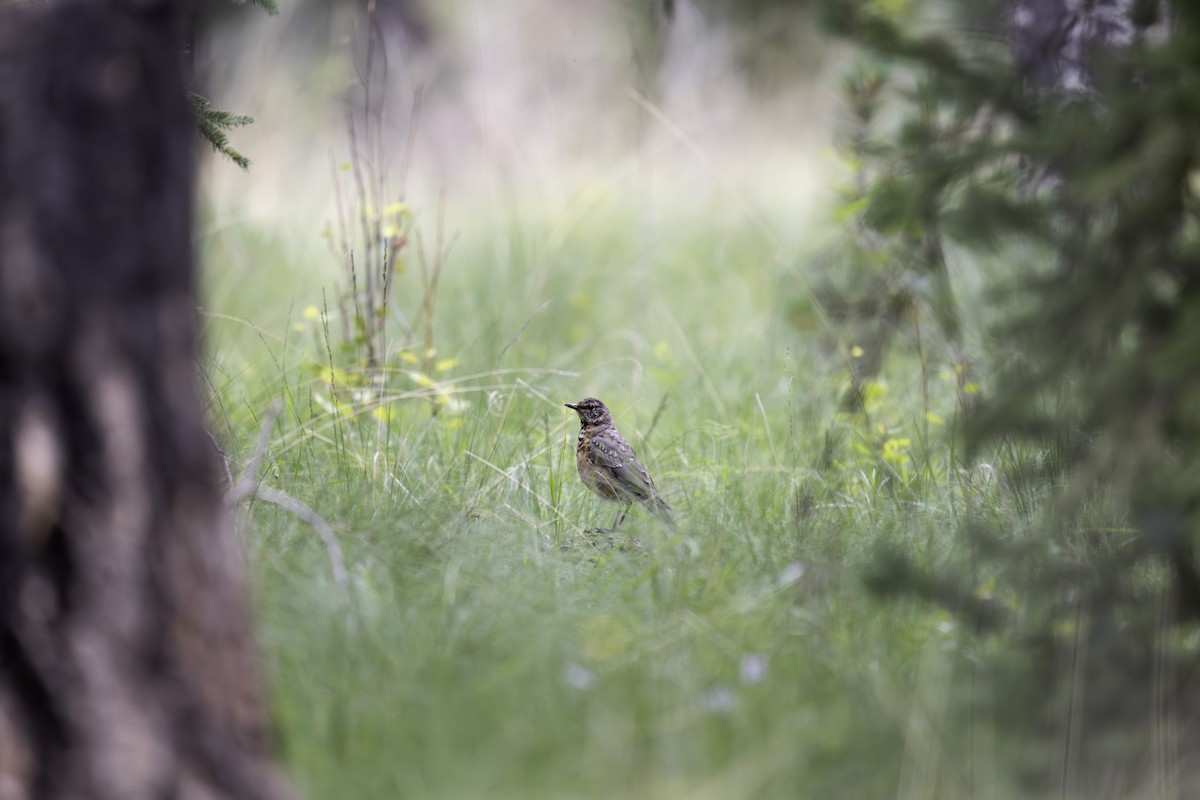 drozd stěhovavý - ML641162037