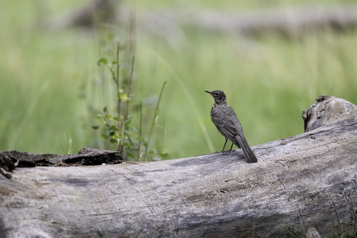 drozd stěhovavý - ML641162038