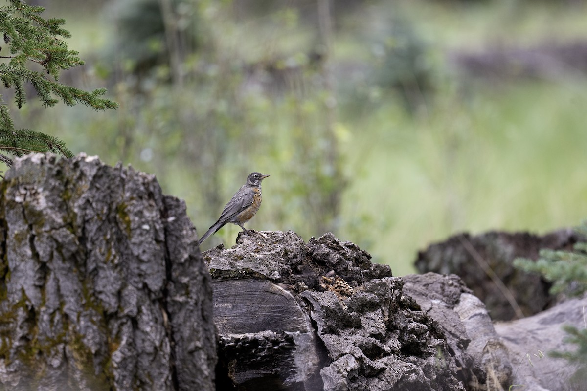 drozd stěhovavý - ML641162039