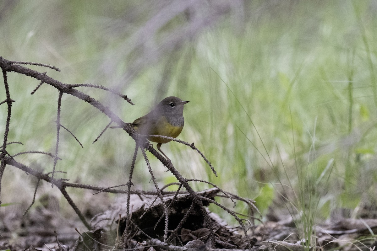 MacGillivray's Warbler - ML641162041