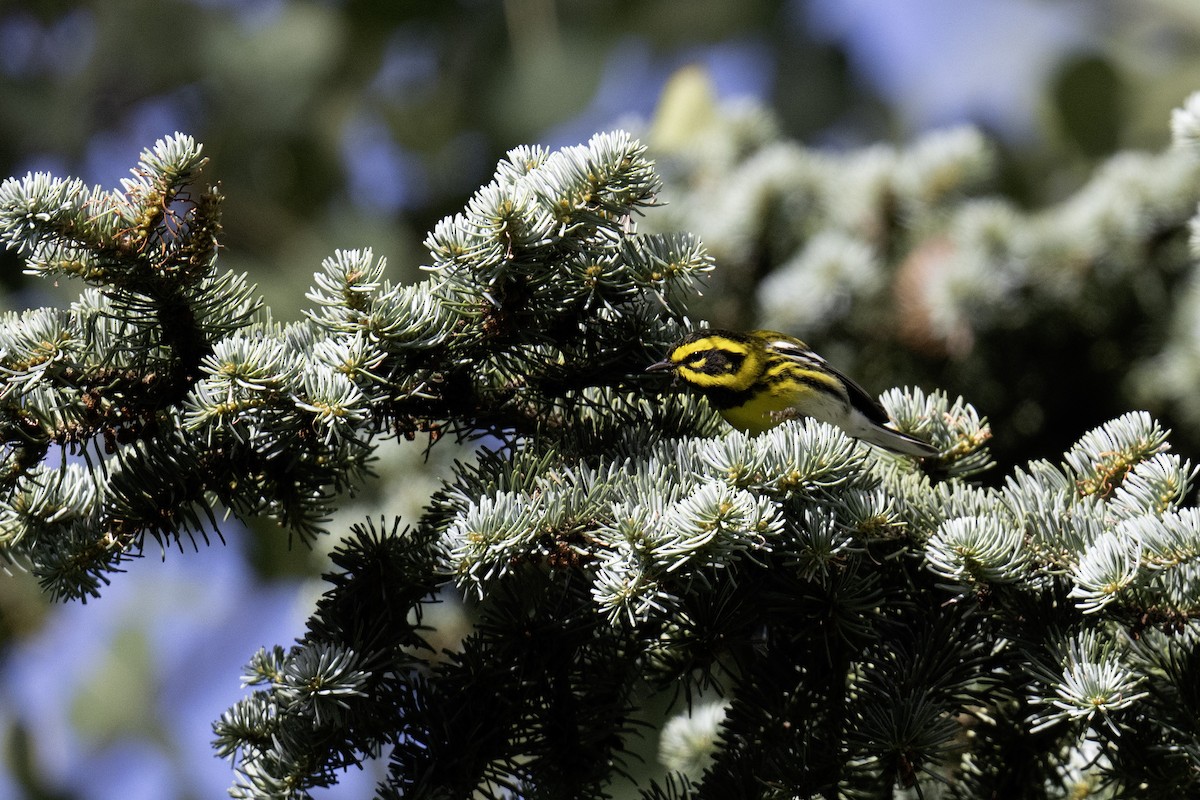 Townsend's Warbler - ML641162046