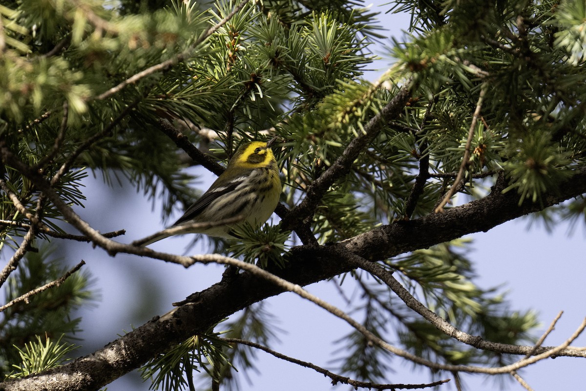 Townsend's Warbler - ML641162047