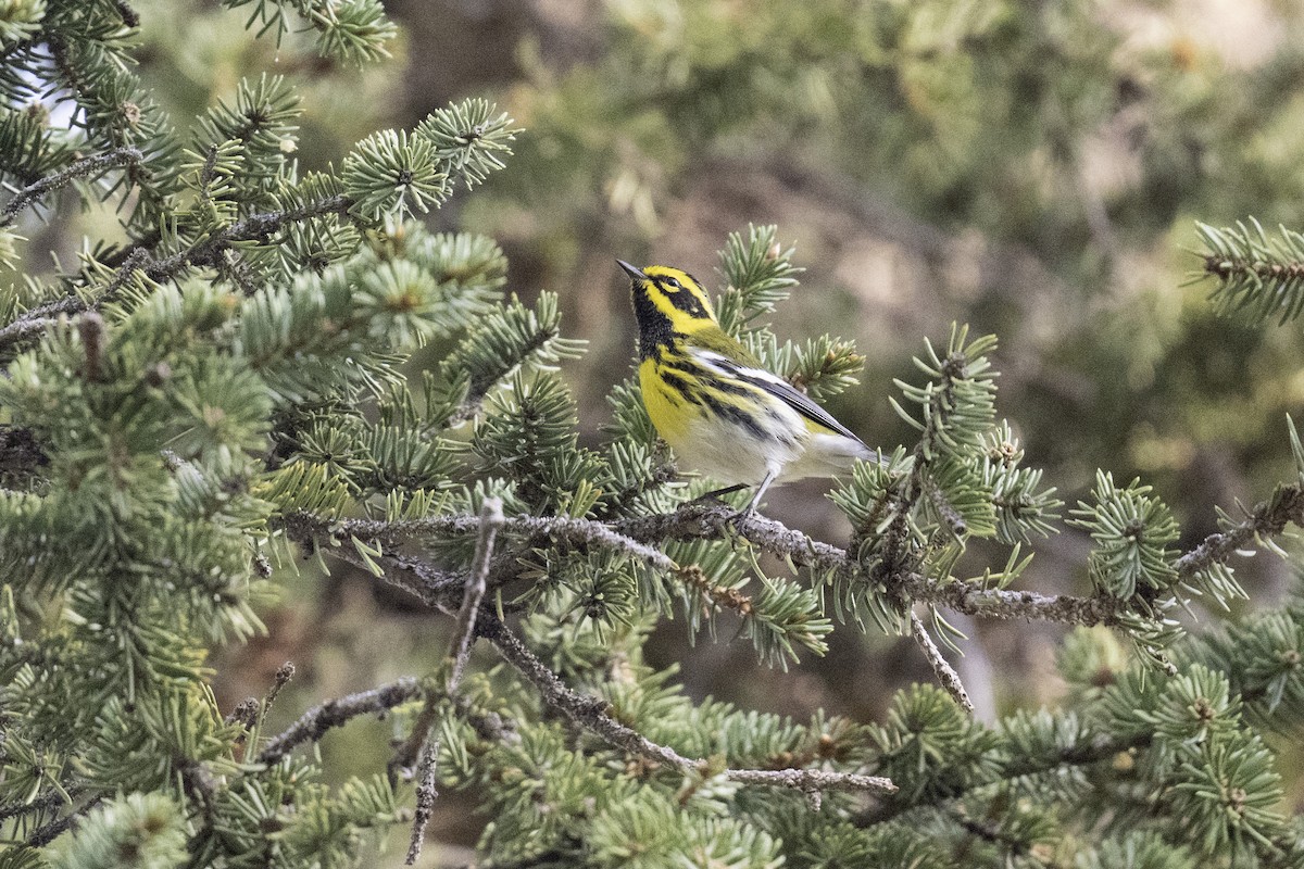 Townsend's Warbler - ML641162048