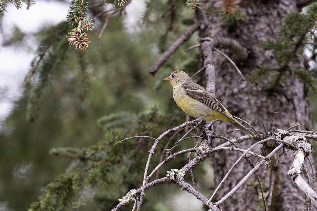 Western Tanager - ML641162050