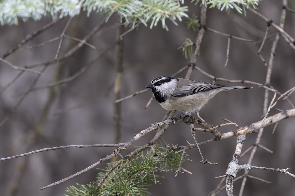 sýkora horská - ML641162064