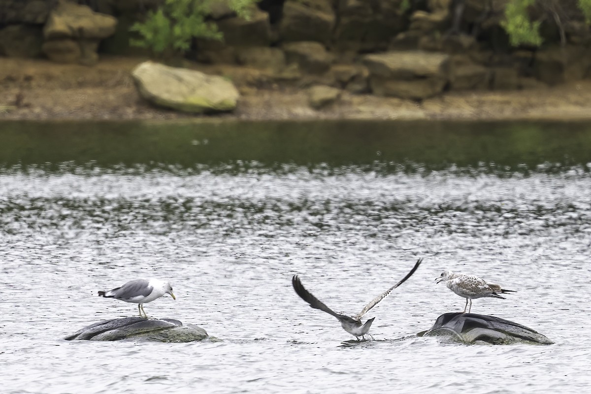 California Gull - ML641162076