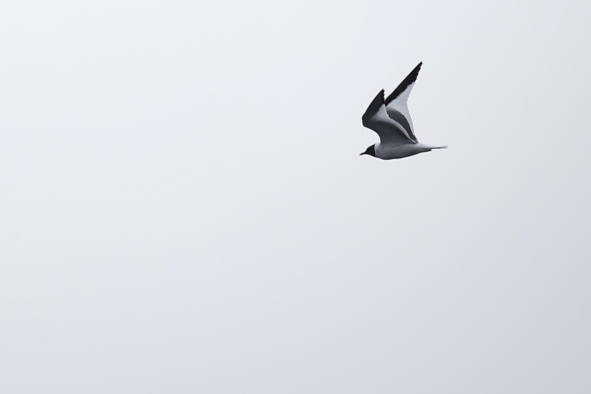 Gaviota de Sabine - ML641162077