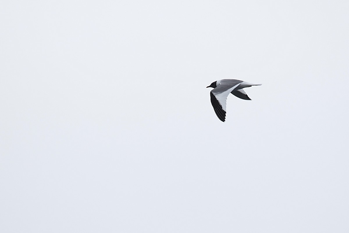 Gaviota de Sabine - ML641162078