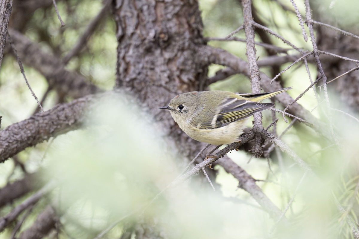 Ruby-crowned Kinglet - ML641162083