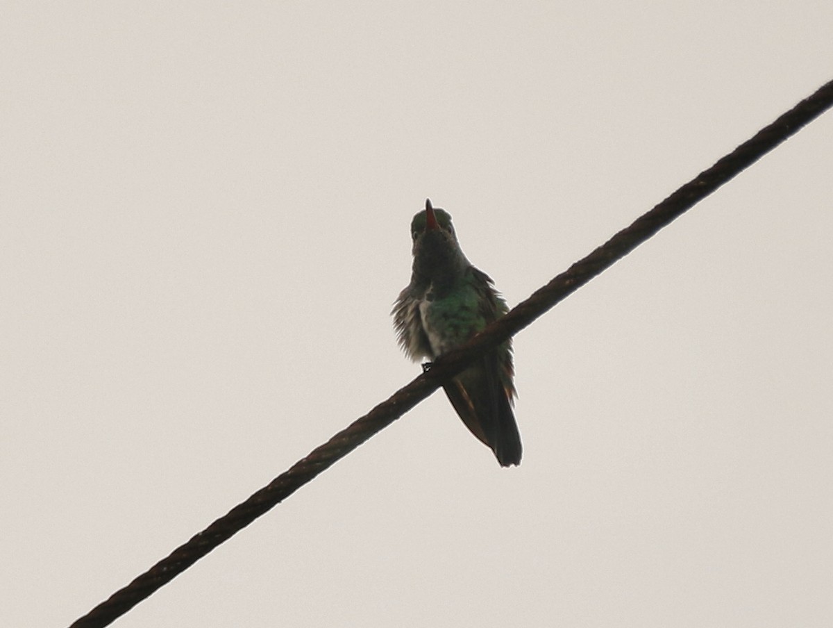 Glittering-throated Emerald - ML641162110