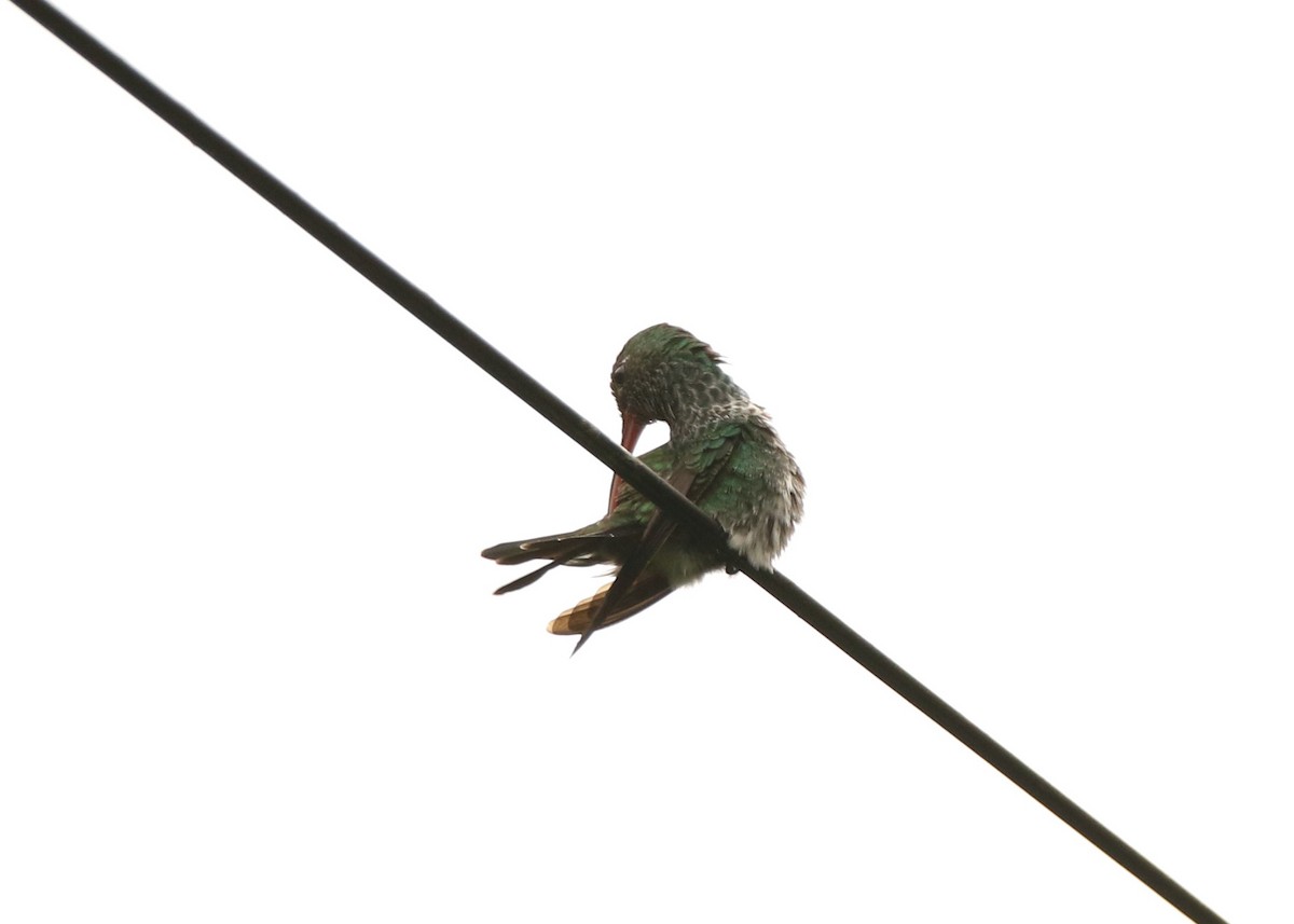 Glittering-throated Emerald - ML641162111