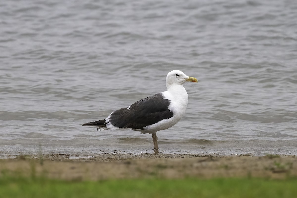 Lesser Black-backed Gull - ML641162117