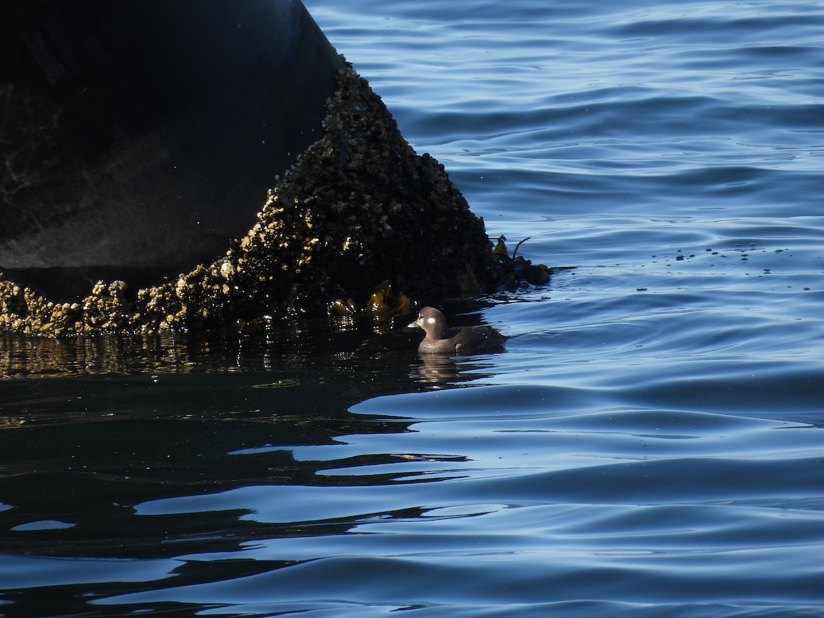 Harlequin Duck - ML641162131