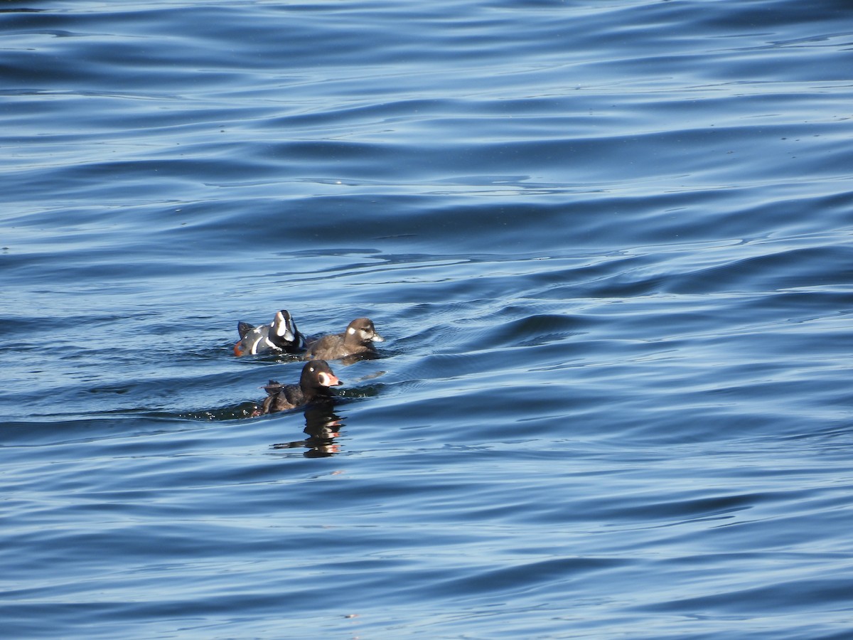 Harlequin Duck - ML641162132