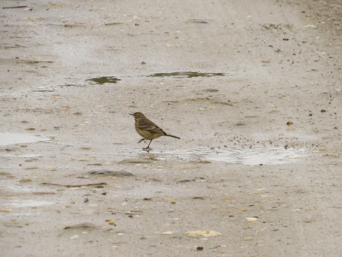 American Pipit - ML641162133