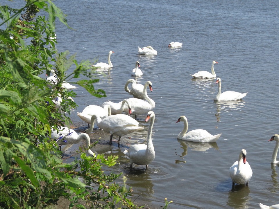 Höckerschwan - ML641162139