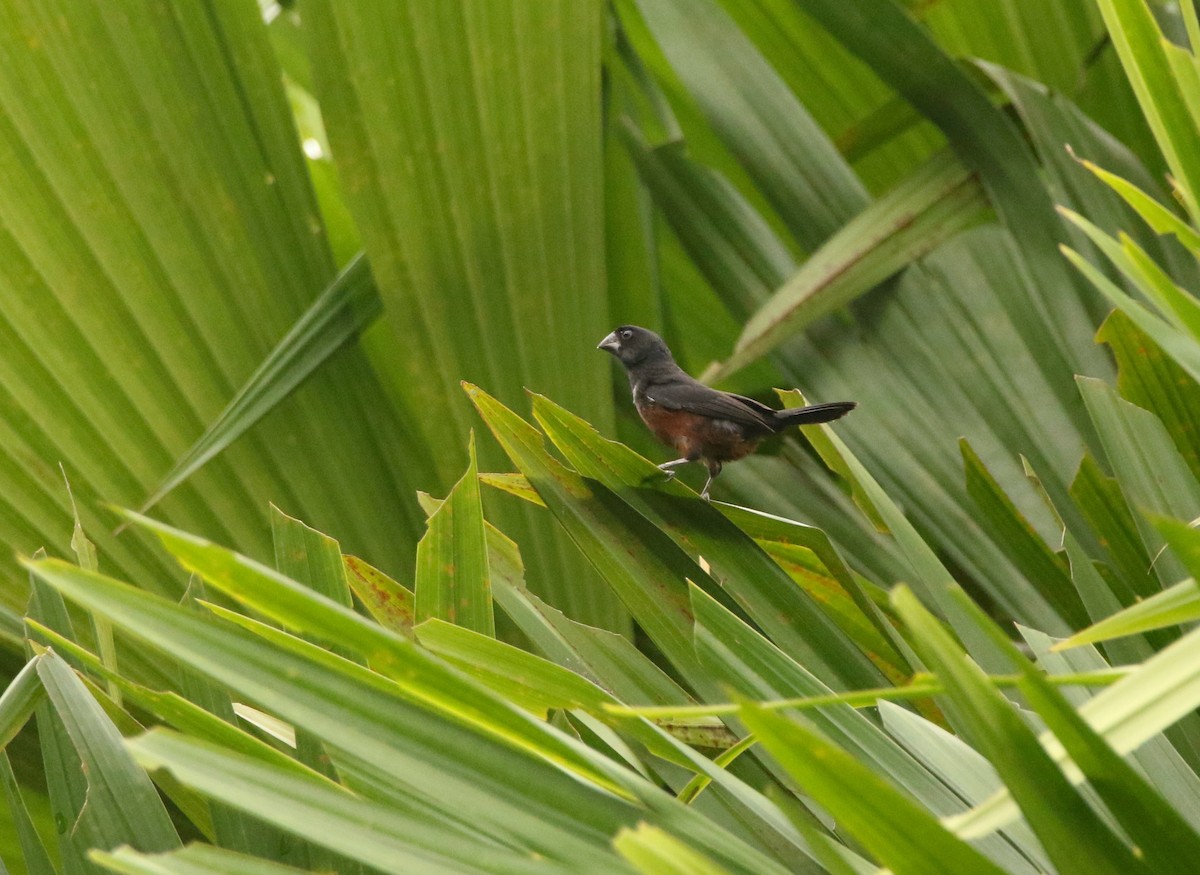 Chestnut-bellied Seed-Finch - ML641162176