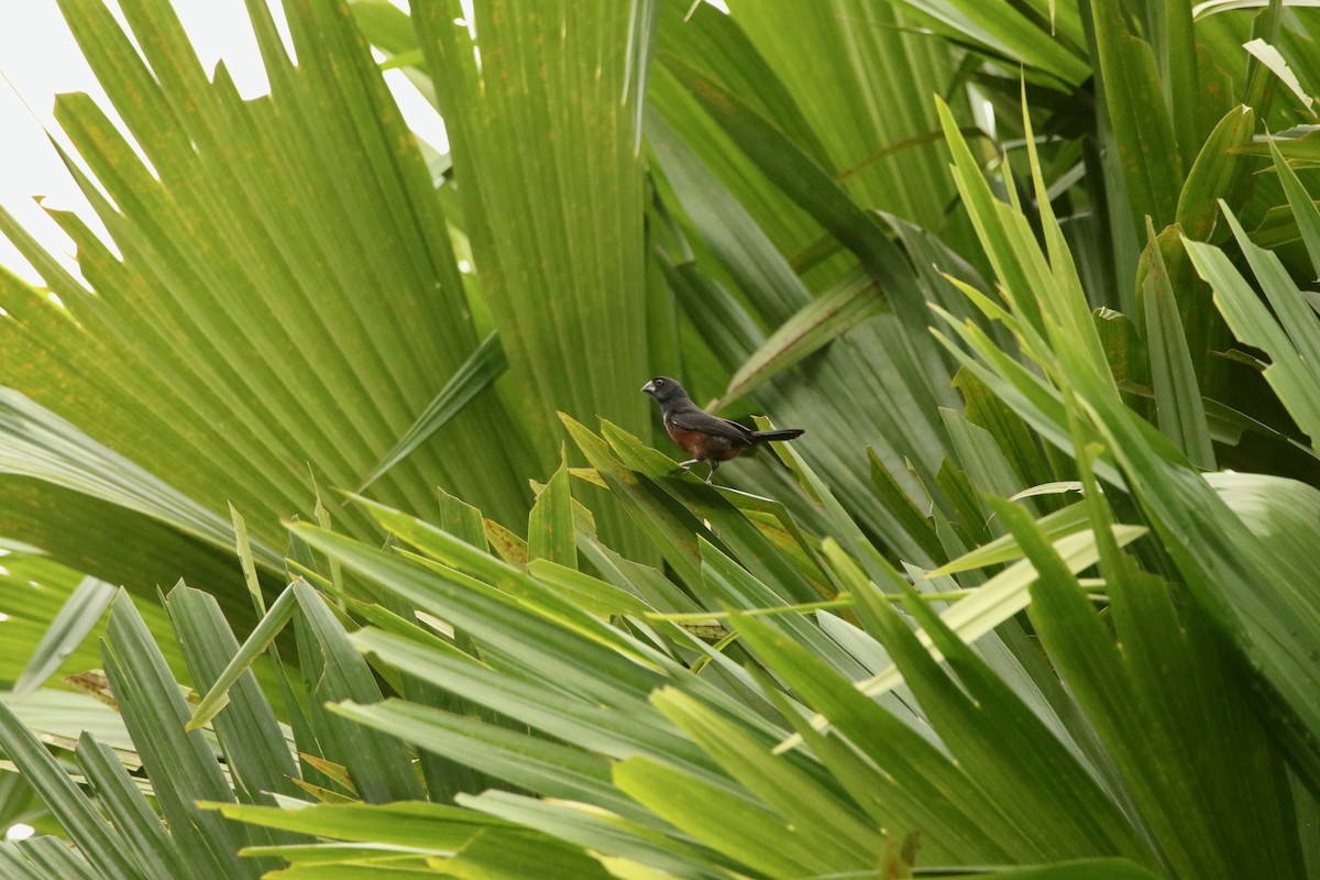 Chestnut-bellied Seed-Finch - ML641162177