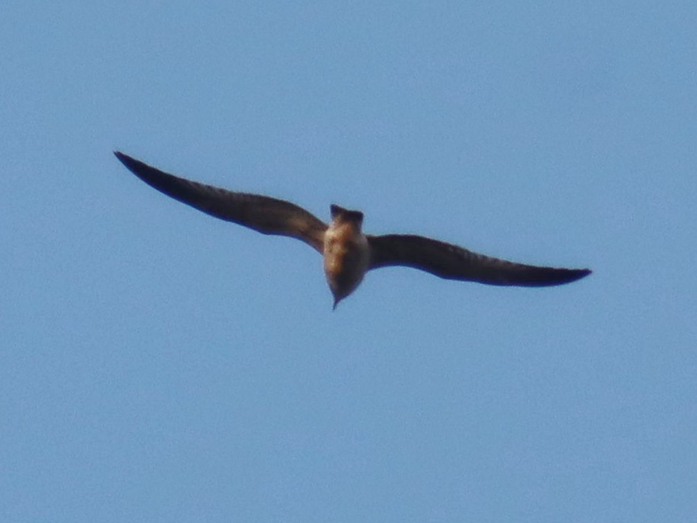 Parasitic Jaeger - ML641162188