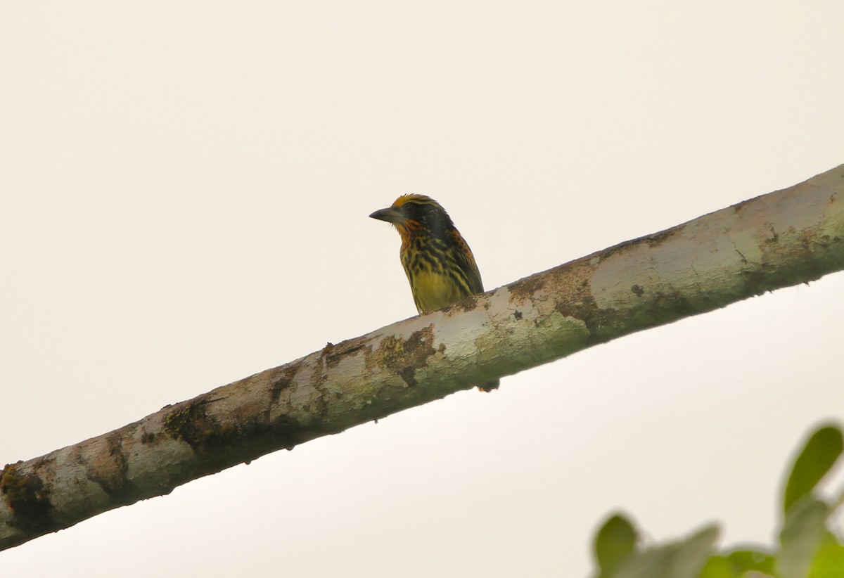 Gilded Barbet - ML641162222