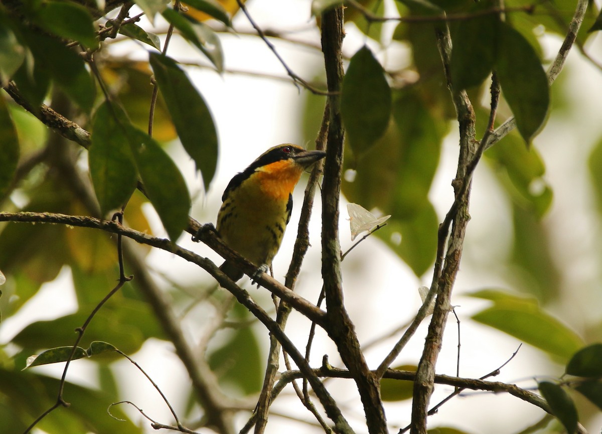 Gilded Barbet - ML641162224