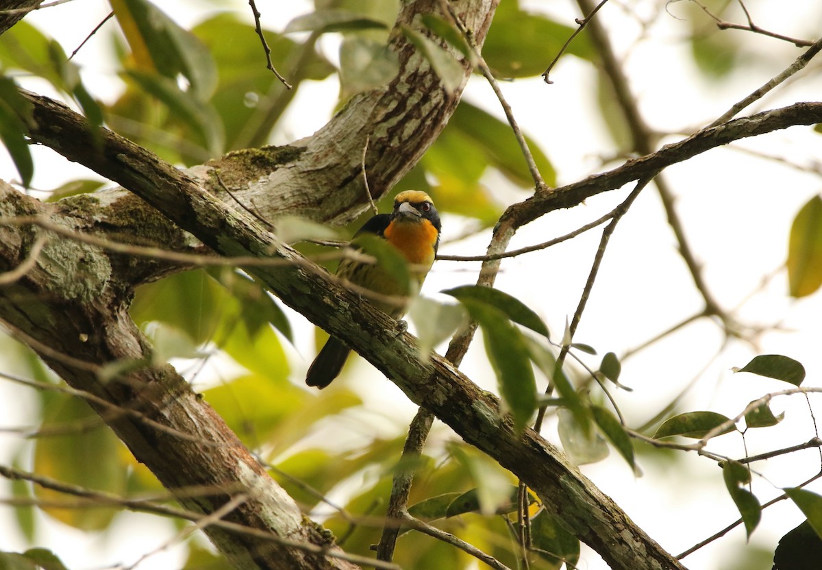 Gilded Barbet - ML641162225
